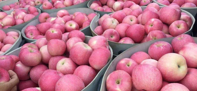  [猪肉价格]炒猪，炒苹果，炒大蒜，甚至连粮食都“炒”吗？ 农民