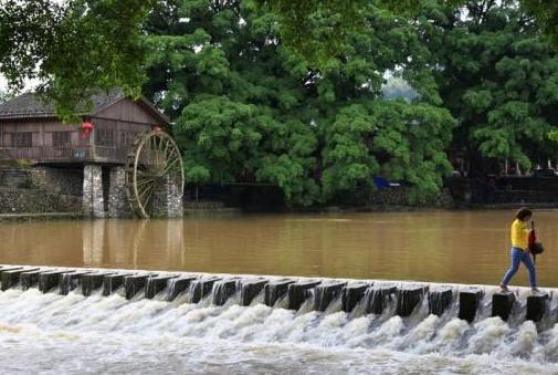 福建因电影闻名的村子，村里一棵“千年古树”，需十人才能围住