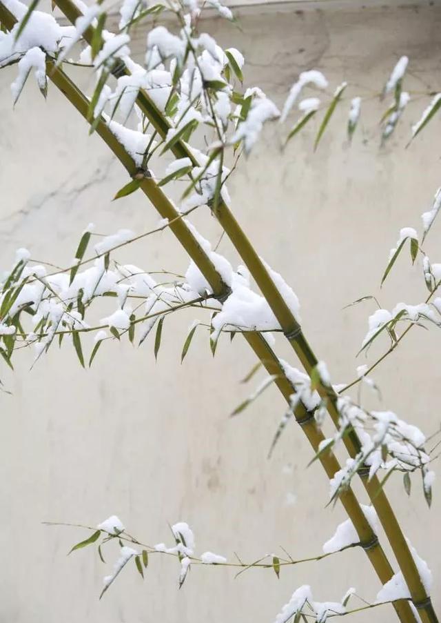  【花中】爱养花的你，知道花中四君子吗？养过梅兰竹菊吗？