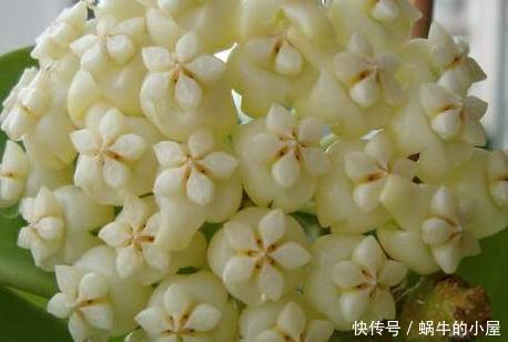 好看■阳台上不知道养什么花?这三种花好看又好养,放在阳台上蹭蹭长