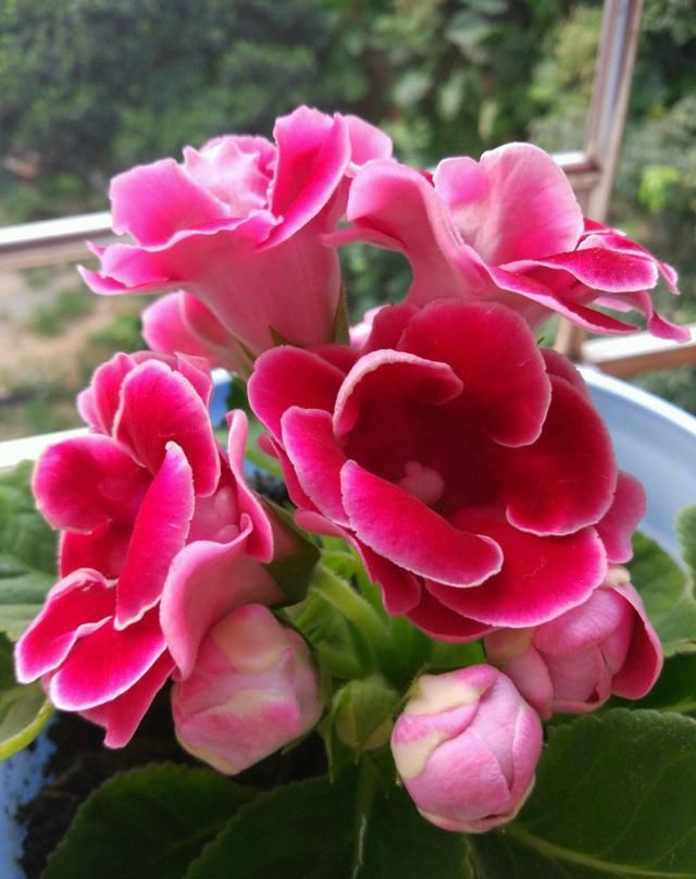  『巴掌』花中的“紫霞仙子”，开花巴掌大，轻松开爆盆，花期能开200天
