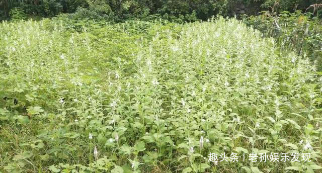  农村@它还有它，别说城里人很少见过，就是农村的年轻人也未必认