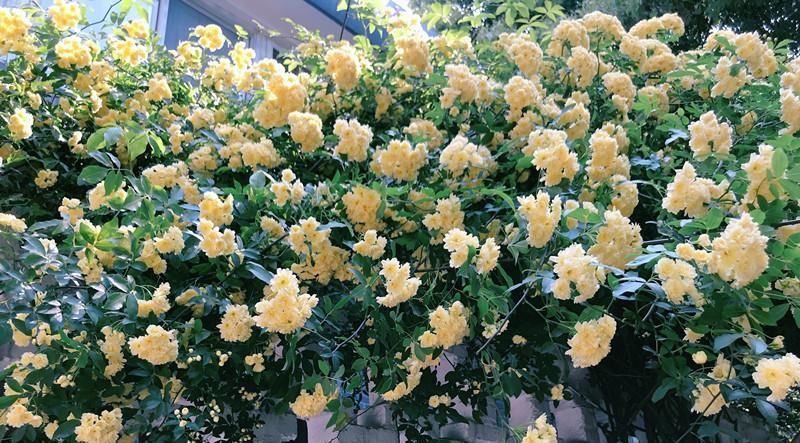  『这款』夏季养花选这款，好养易活，花香四溢，花量超多，能给你一片花海