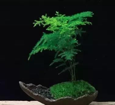  『养花』养花可修身养性，文竹受欢迎，掌握好的修剪方法，姿态秀美
