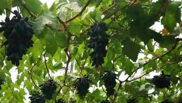  亩产值|刚引进我国就爆红，号称亩产值15万元，农民：钱都让卖苗