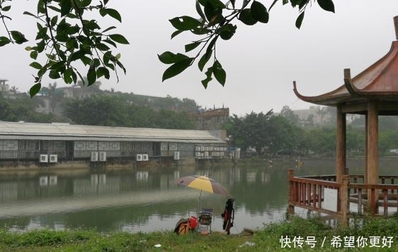 『鲮鱼』雨丝作钓丝 本汀鱼竿钓大鲮鱼