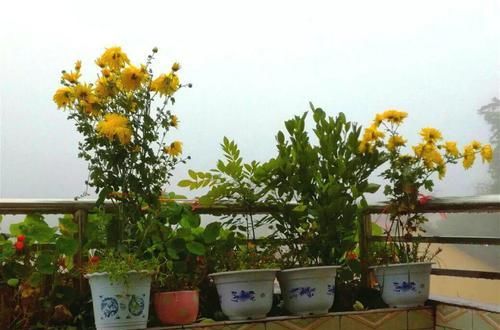  [生活]40岁之前，赚钱养家，40岁之后，种菜养花！