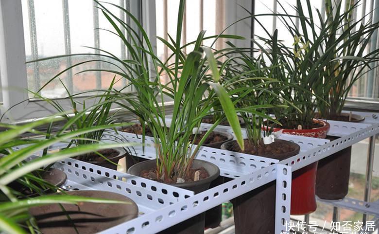 种植■花卉种植技术:家庭如何种植兰花,阳台兰花养殖技术!
