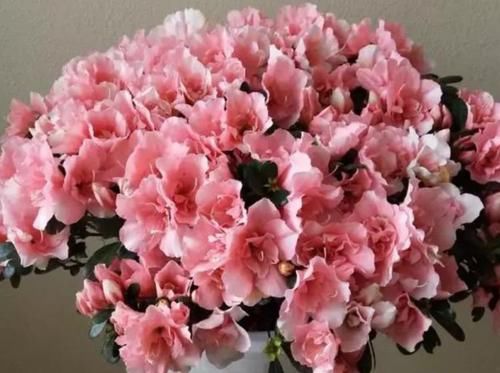  『迎春花』养花就养这几款，全年开花不停，旺财又旺宅，而且观赏性强