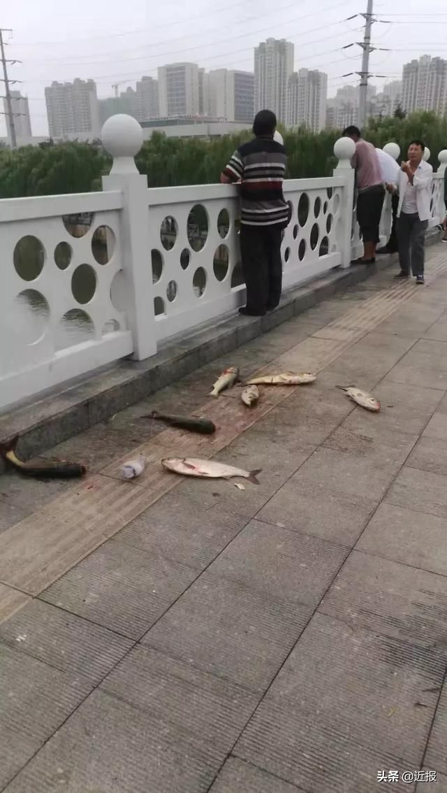  「惊现」奇闻！小清河惊现“鱼山鱼海”“万鱼奔腾”场面