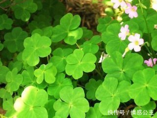 这类农民拿来喂猪的野菜,能美化肌肤,减肥瘦身,你见过吗?