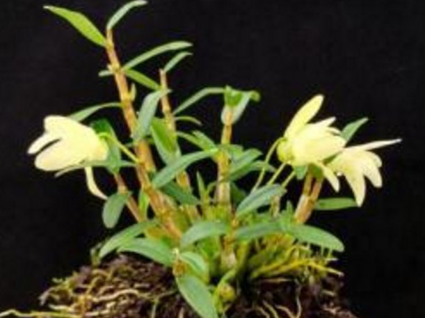 镜头下:海南有个神奇的“石斛村”,火山石头上长满了“钱”!