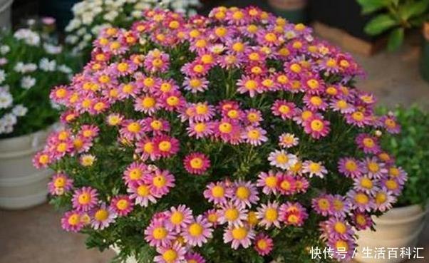 养好|阳台变花海,自然少不了这四个“开花狂魔”,养好了开花200天