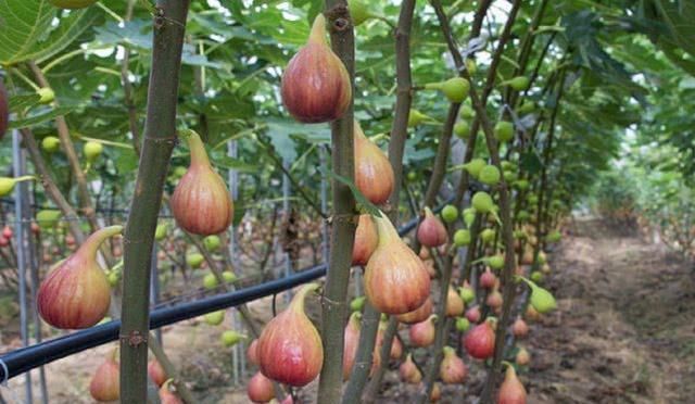 这种水果在农村很普遍，烂了才有人摘，在城市卖30元1斤还要抢！