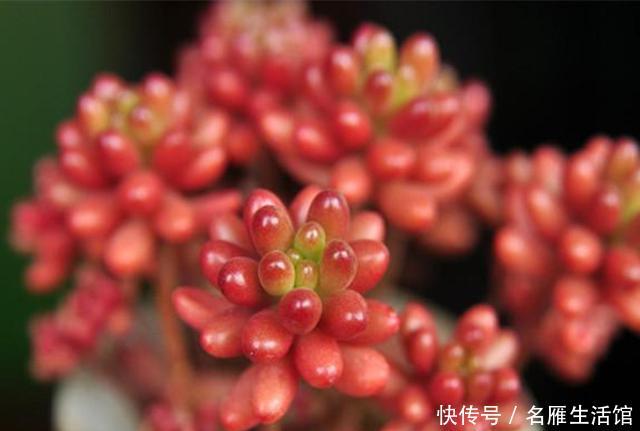  『植物』5种植物看了让人垂涎欲滴？不能食用，因为它们不是水果，是多肉