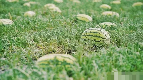 农民种植西瓜,为什么要在西瓜上压一块石头农民伯伯告诉你答案