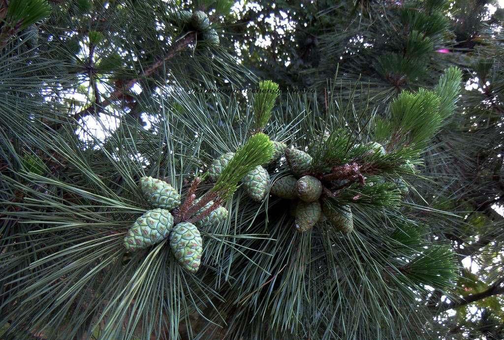  『人称』农村人称“长寿果”，过去被当废料烧，现在60一斤很值钱