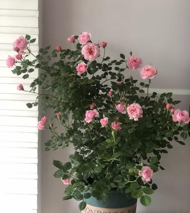  好看■此款木本花卉，好看又好养，周年开花，花香浓郁，是阳台盆栽佳物