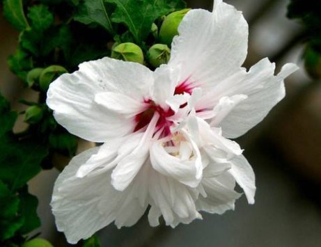  #花界#这5款花卉，堪称花界“开花机器”，盆栽上几种，花开繁华又浪漫