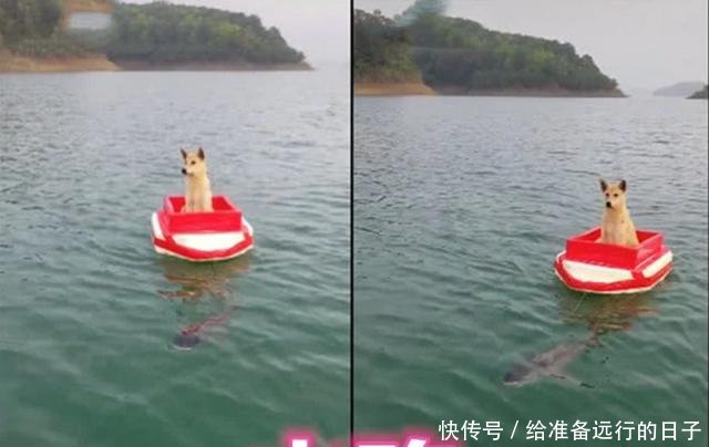 五一长假人从众看了长城，忍了泰山，网友真的是累成“狗”呀