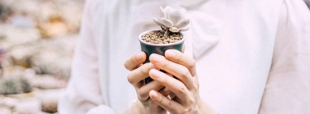  「扦插代代」盆栽代代花,养护做好这几点,花多易爆盆,花香飘满屋!