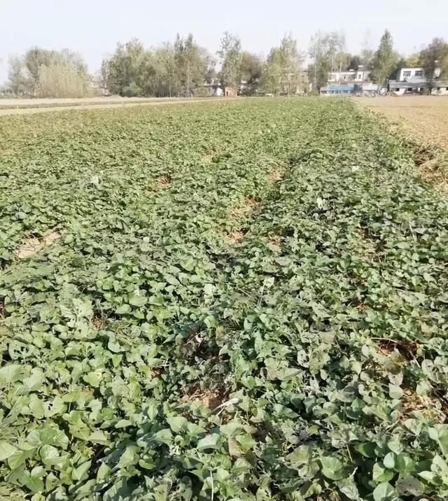  #红薯#农村农民和红薯大家不知道的东西