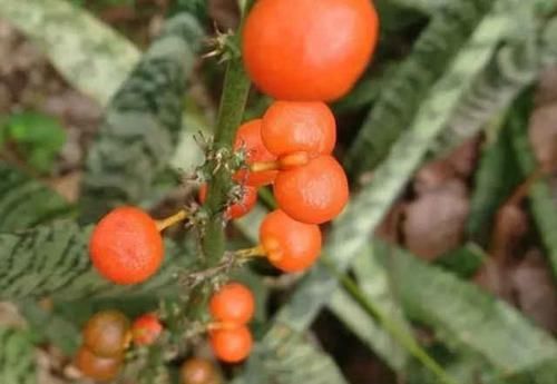  「观叶」观叶翘楚虎皮兰也能开花结果？按照这样养，7天就能轻松达到！