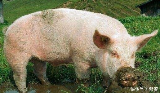 今年起十项费用停收,农民负担小了,四大工程开始,农民有钱赚了！