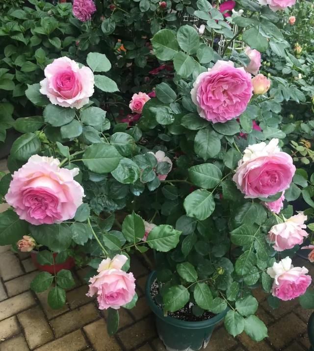  『丰花性好』狼家自育的表现到底如何，戳进来看看花友们的大实话