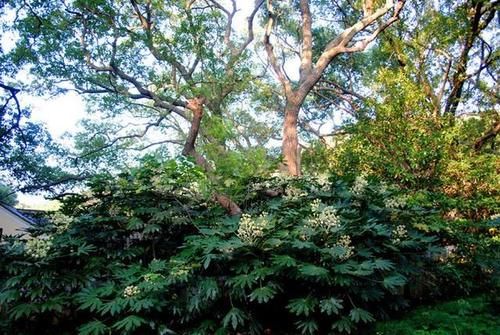  「地球」世界上最稀有的树，被称为“地球独子”，仅剩一棵就在