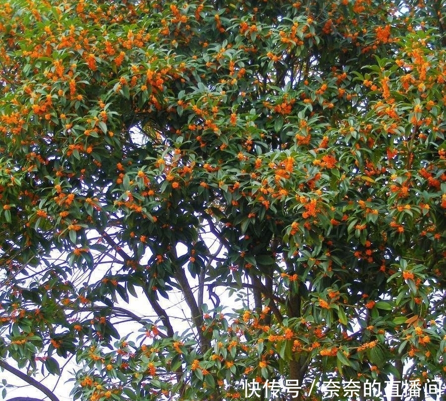  「招财」院子里不要乱种树，这6种树不仅能添福旺宅，还能招财纳福