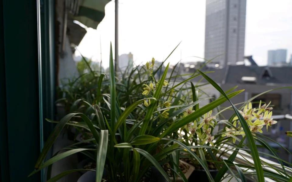 【芦头】烂根严重的兰花直接丢?花匠教你3招,捂兰花芦头,一个月长新芽