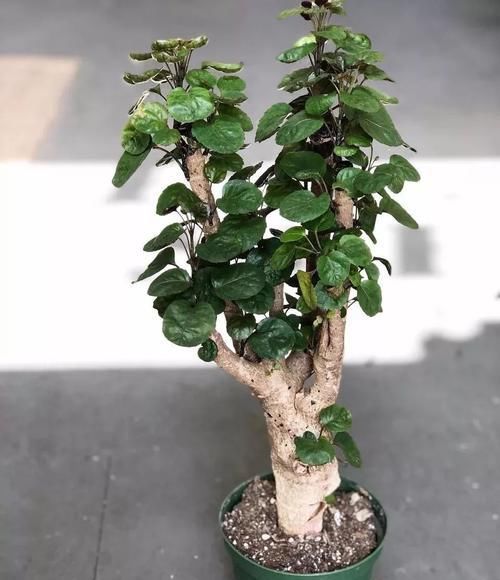品种■福禄桐换个品种可能就不认识了,叶子差别这么大,选哪个品种好