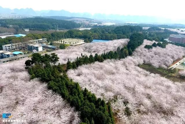 贵州向世界发出邀请！全球最大樱花基地在此，再不来就晚了