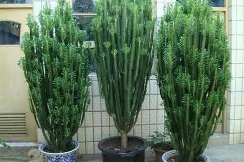  「丑花」养这三种“丑花”，四季翠绿，不开花还带刺，却能招福镇宅