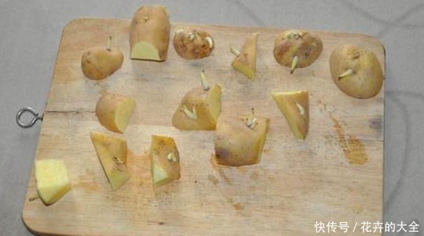  #水培的土豆#吃不完的土豆发芽了？水培4步操作到位，既能观赏又有趣