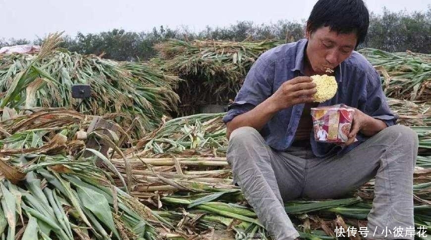 今年粮补没了? 那咋办? 农民别急, 这项补贴比粮补还多, 已经到账