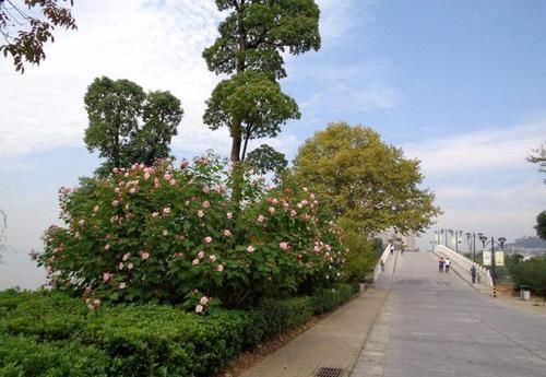 乡村景观中 植物的选择