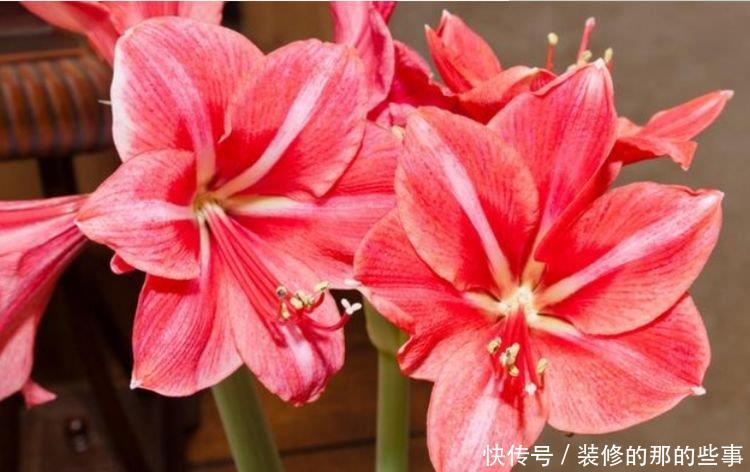 #朱顶红#养花试试这几款,花大色艳,花香易打理,养在客厅美极了