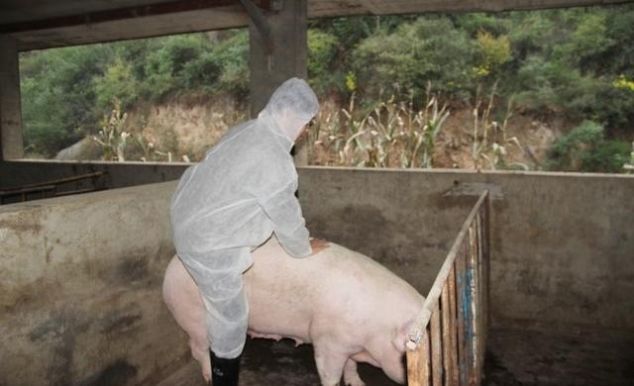  [猪肉]农村下崽的老母猪，老后该怎么处理？老农：自己饿死都不