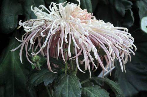  「含蓄」喜欢菊花，首选“珍品名菊”盘龙缤纷，淡淡的紫色，含蓄内敛