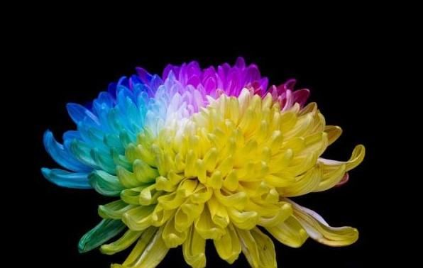  精致■精致漂亮的五色菊，教你这样养殖花多又美丽，种植方式了解一下