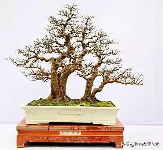 红牛盆景，牛气冲天！