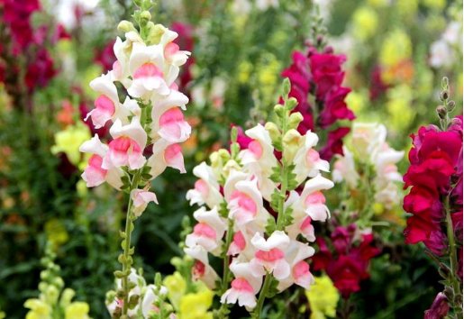  『上美』懂花的人都选5种花，漂亮又皮实，放在阳台上美如花海，绚丽多彩