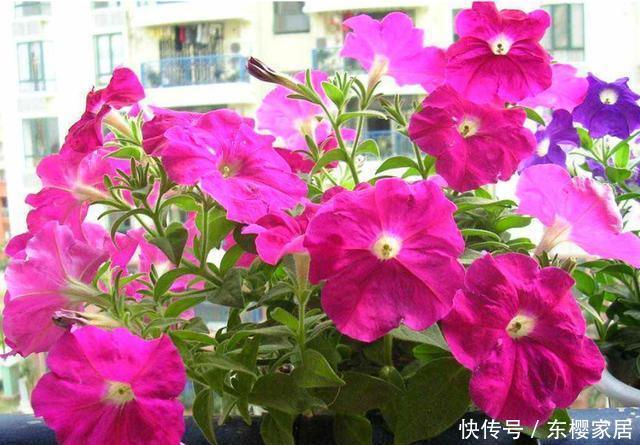 『适合』3种花很奇特,倒吊着生长更漂亮,素雅多变味道香,适合新手养护