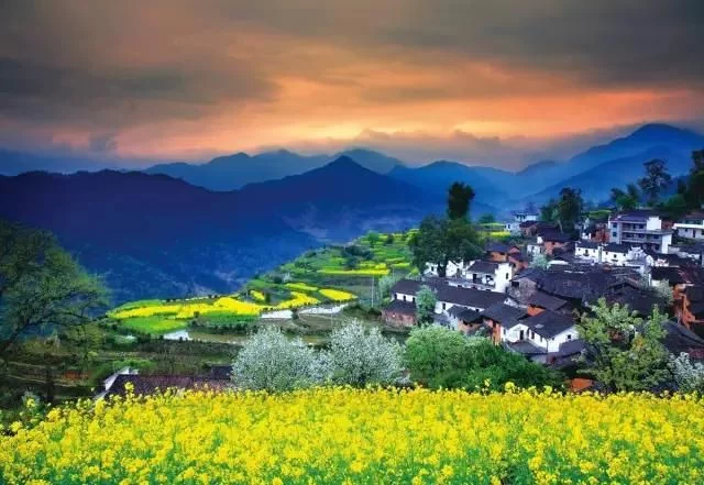 中国最美的油菜花海,油菜花逐渐“染黄”了神州大地