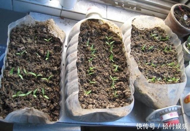 “2种菜”适合种阳台，1个空油桶就搞定，长出“红辣椒”一串串