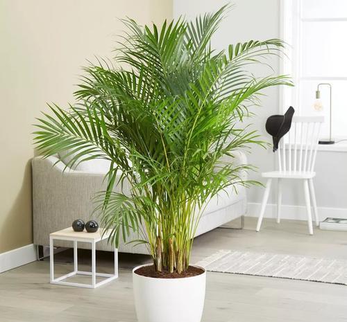  越养越@4种花，现在养一盆正当时，大气上档次，越养越喜欢