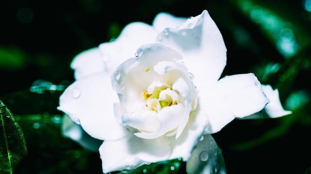  露养■5种“贵气”花，没有露养条件莫入手，屋内若有，抓紧搬走！