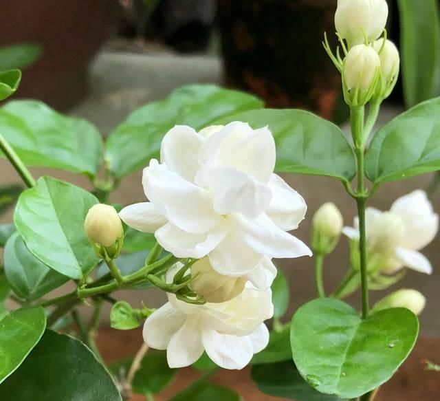  『盆土』茉莉花养护的四个关键点，修剪施肥有妙招，枝繁叶茂开花爆盆
